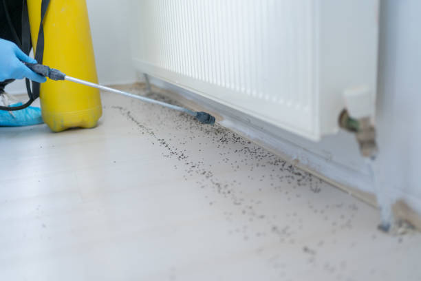 Best Ant Control Services  in Perry, UT